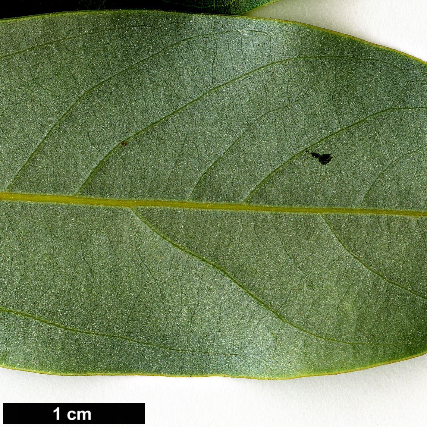 High resolution image: Family: Lauraceae - Genus: Litsea - Taxon: coreana - SpeciesSub: var. coreana